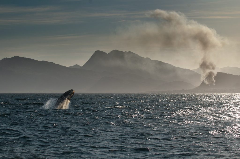 Hermanus is the best whale-watching spot in the world – but we knew